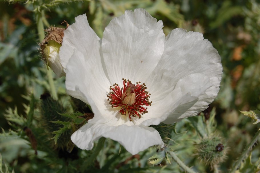 Мак Аргемона