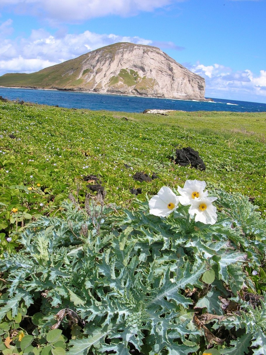 Аргемона Маковка