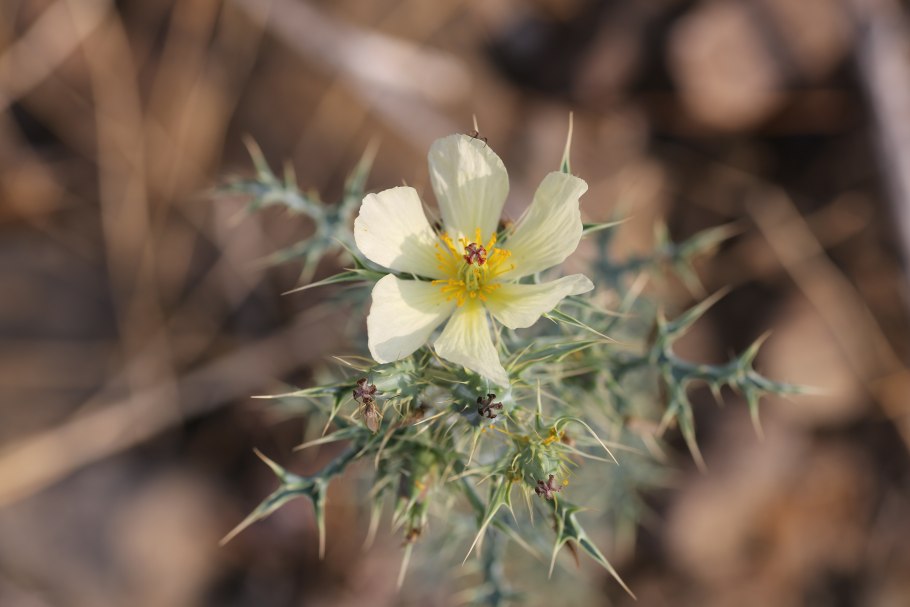 Аргемона растение