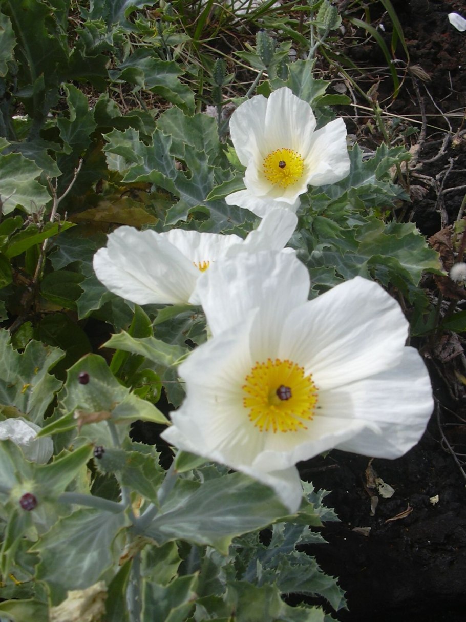 Аргемона семена