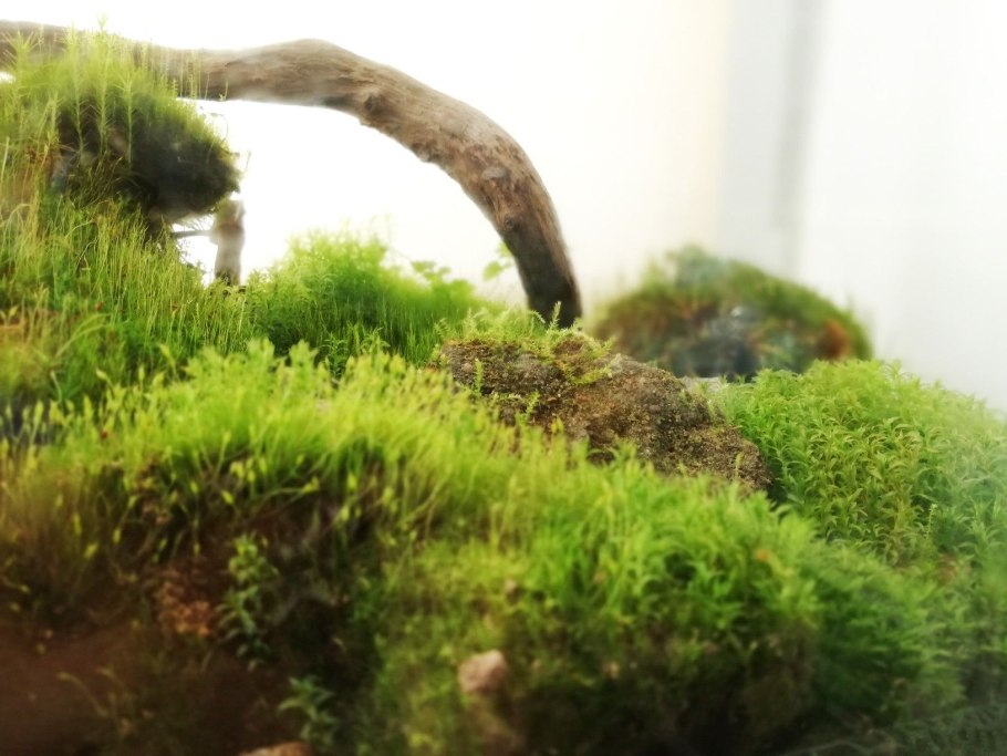 Мох в аквариум