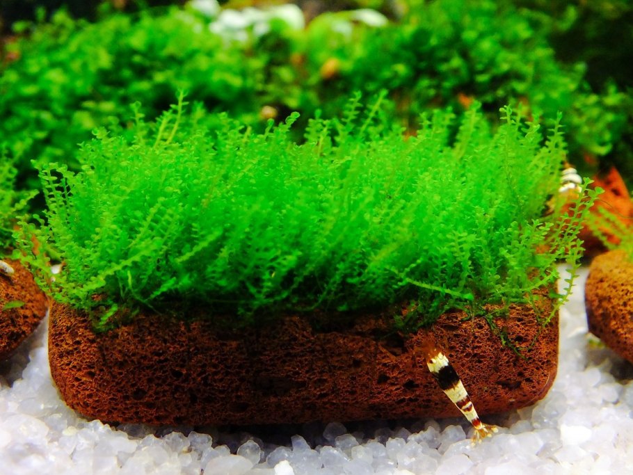 Мох Камерун на коряге