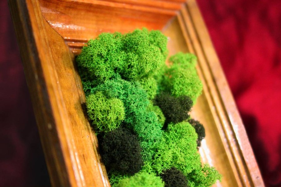 Комнатный мох