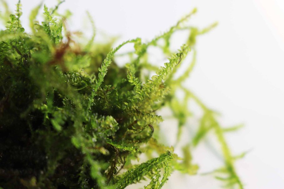 Taxiphyllum alternans