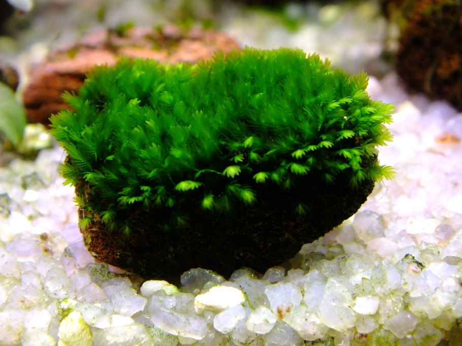 Fissidens SP. «Mini»