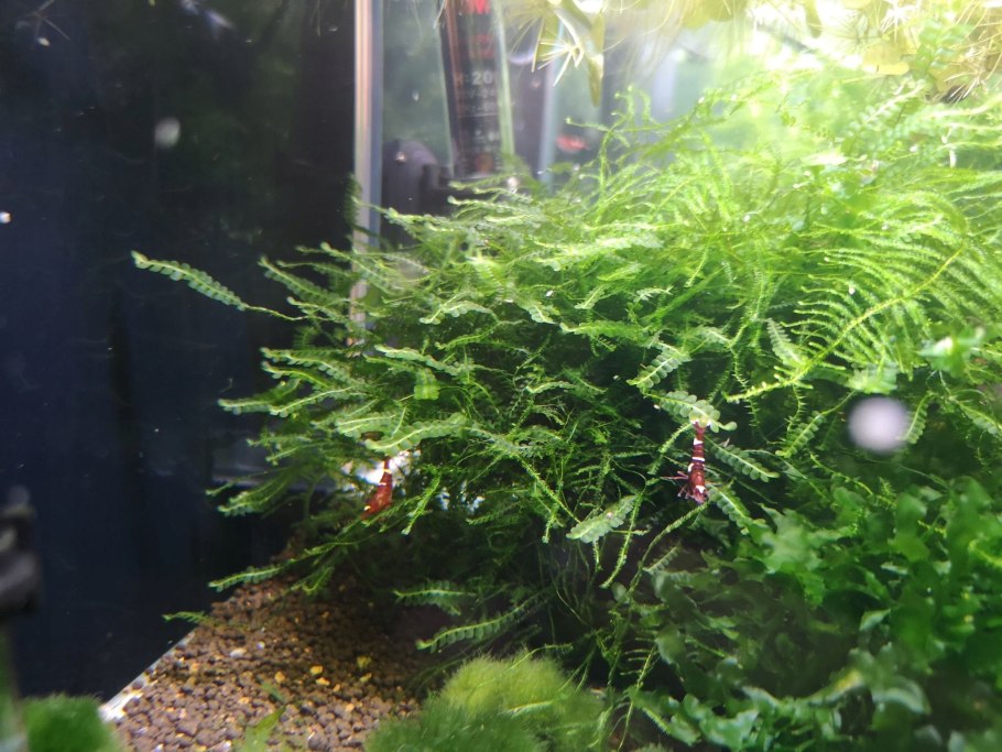 Папоротник аквариумный