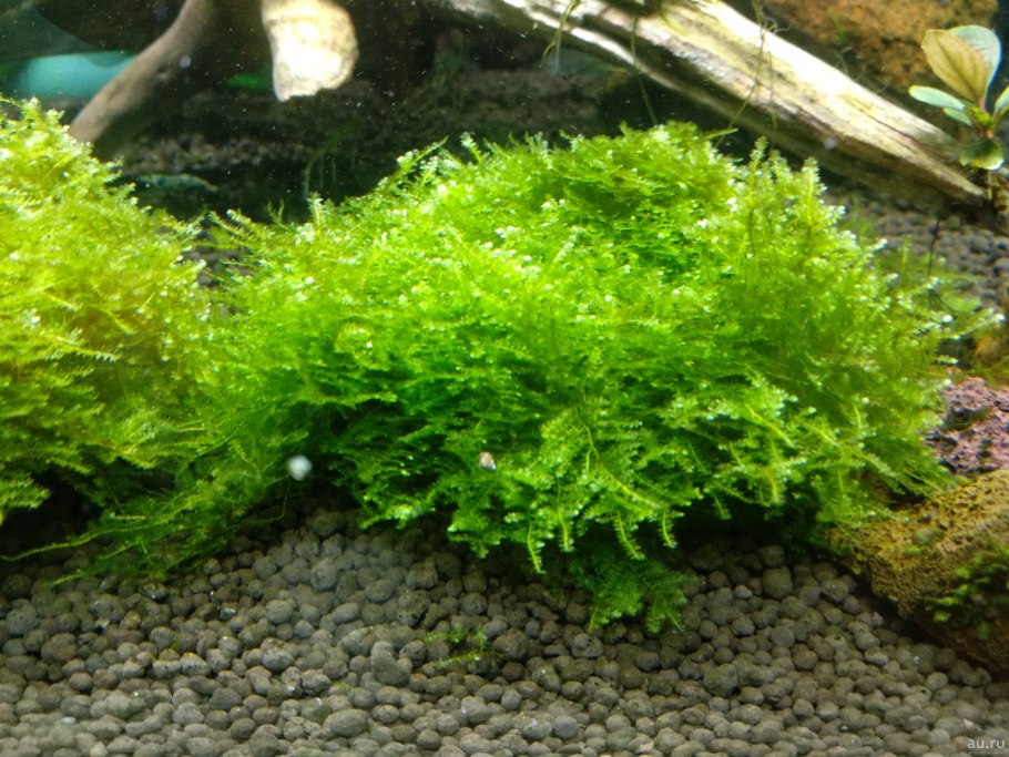 Мох кристмас аквариумное растение