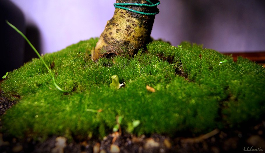 Мох бабл на стене аквариума