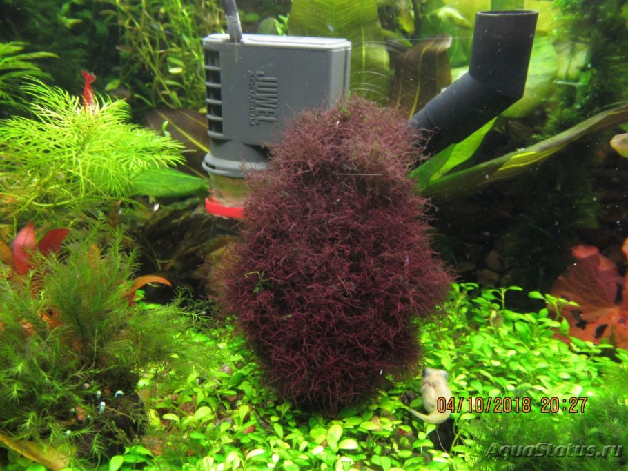 Калоглосса (Caloglossa beccarii)