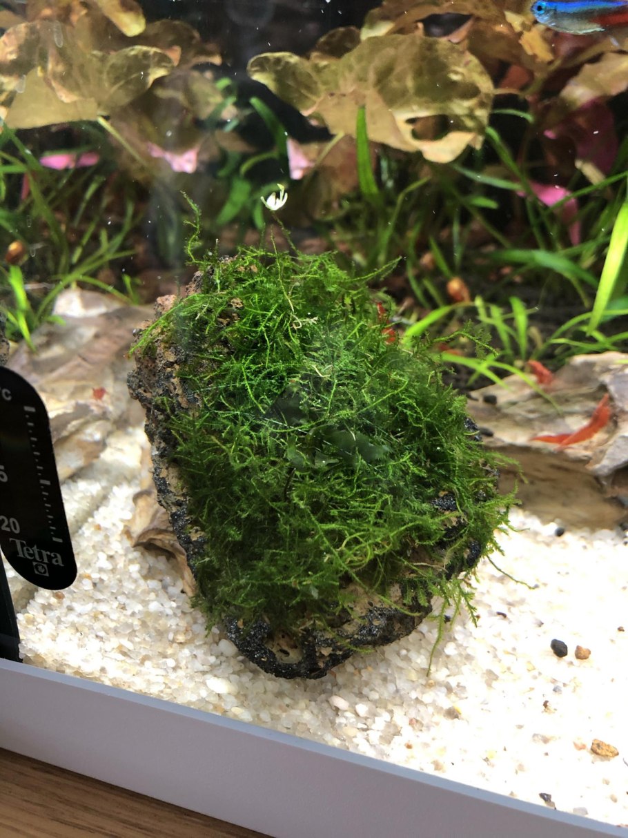 Мох яванский аквариумное