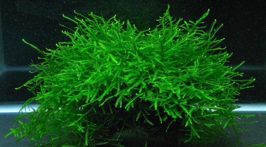 Мох яванский