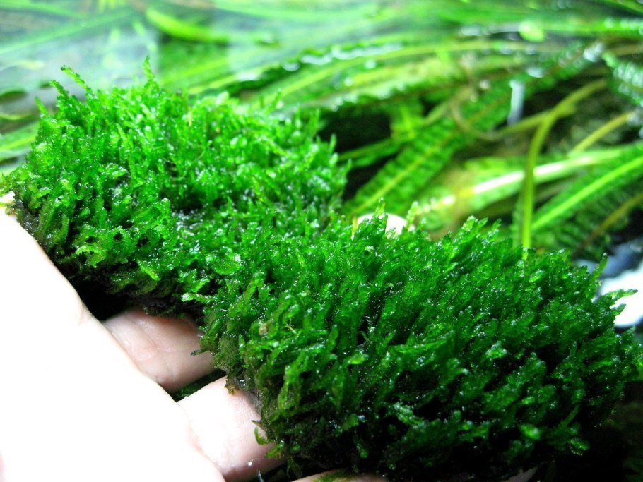 Кладофора аквариумное растение