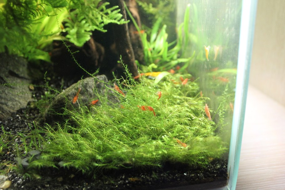 Аквариумная креветка