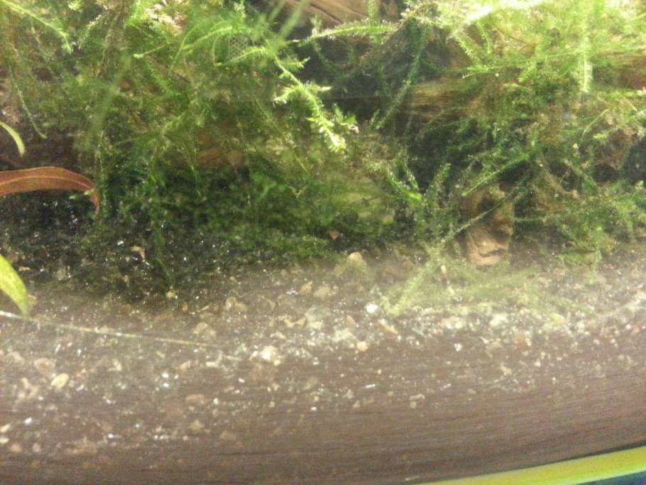 На мхе красные точки в аквариуме