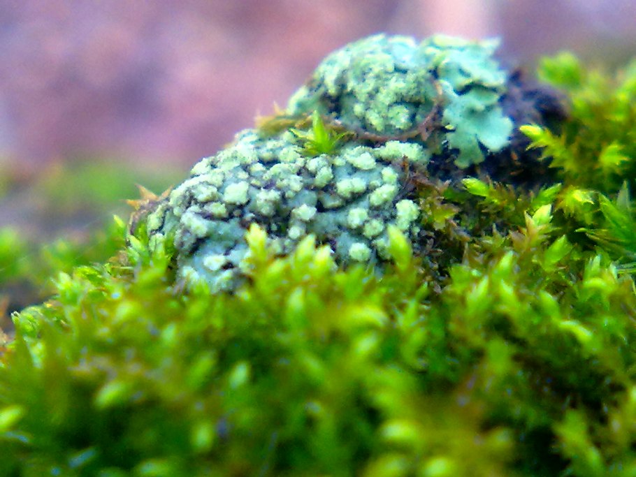 Мох обыкновенный