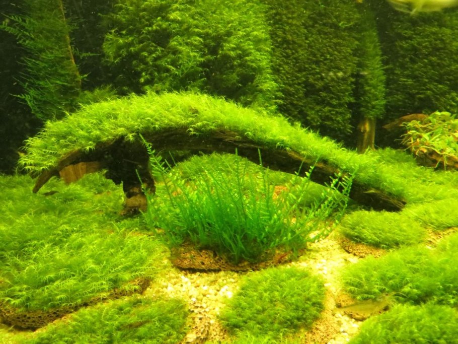 Риччия акваскейп