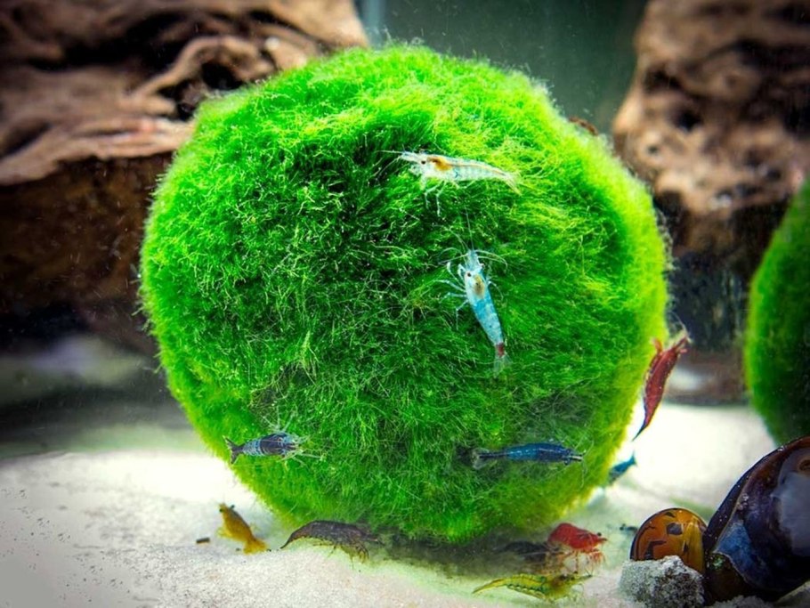 Кладофора шаровидная