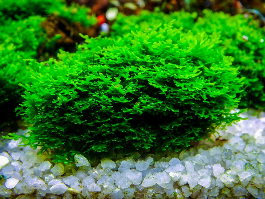 Красные водоросли в аквариуме