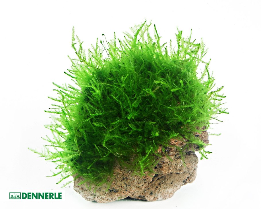 Живые аквариумные растения купить в Белгороде