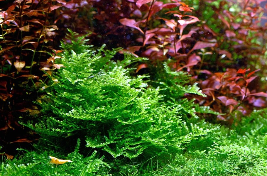 Аквариумное растение