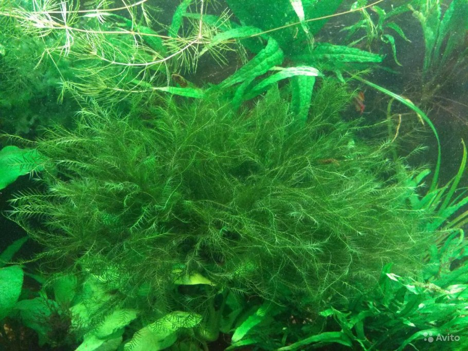 Мох Флейм в аквариуме