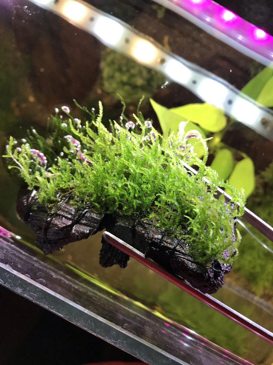 Аквариумные мхи