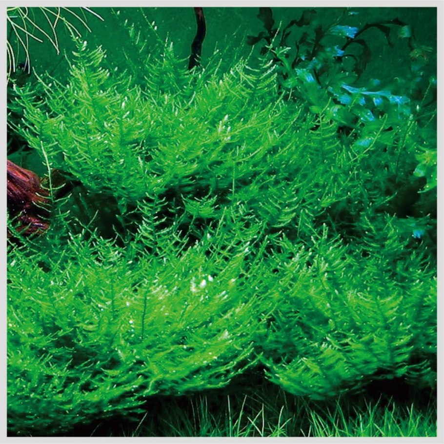 Fork Leaf папоротник