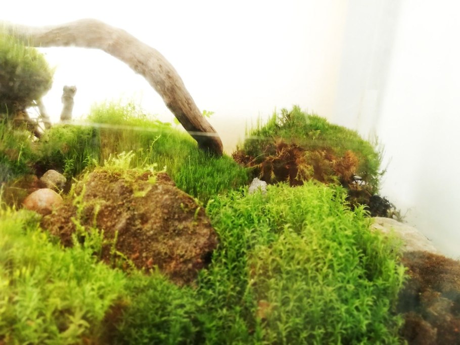Мох для аквариума