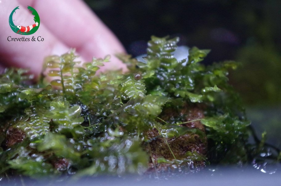 Аквариумные мхи