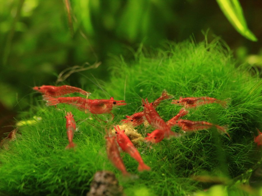 Аквариумные креветки черри