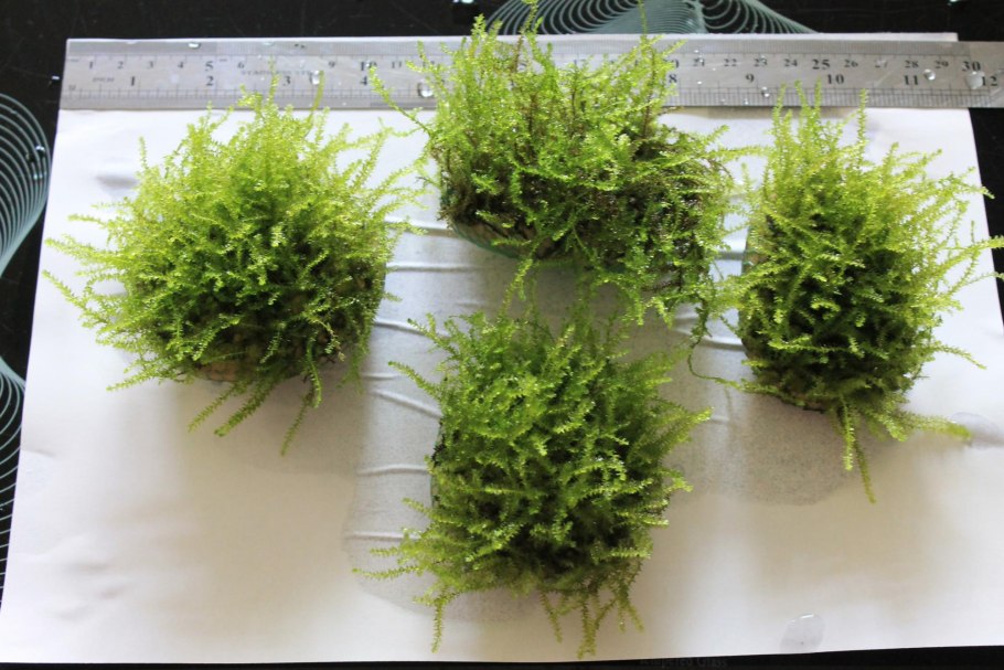 Яванский мох для аквариума