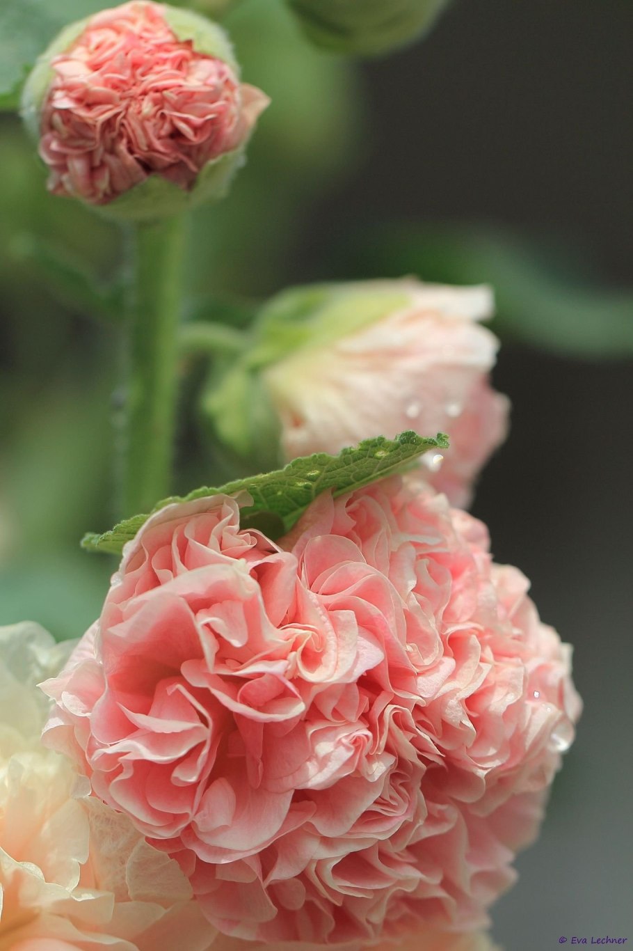 Аквилегия Колумбина махровая