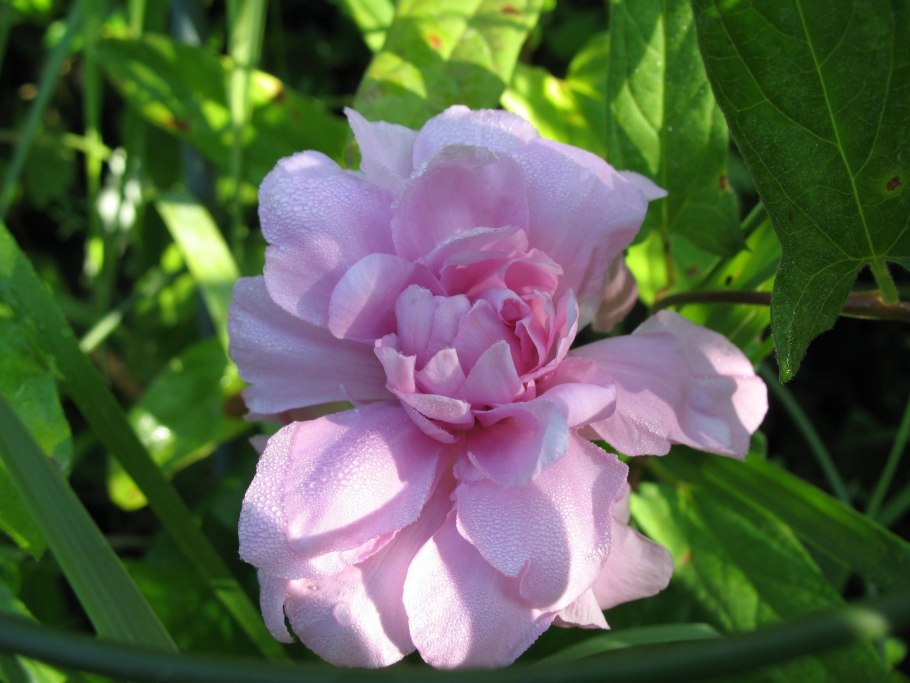 Папавер пионовидный цветок