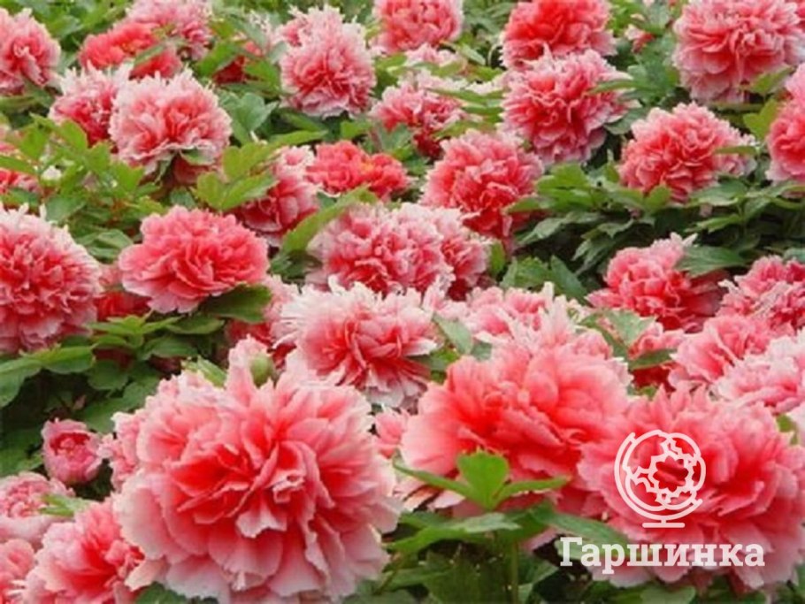 Бальзамин Уоллера Лавандер