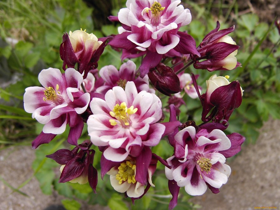 Космея цветок махровая