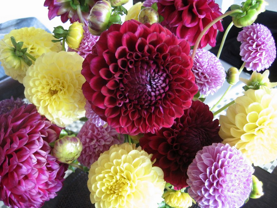 Калистегия махровая "флоре плена"