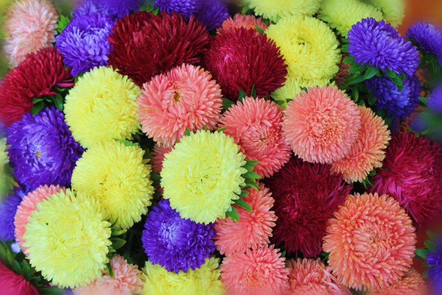 Мальва шток роза махровая