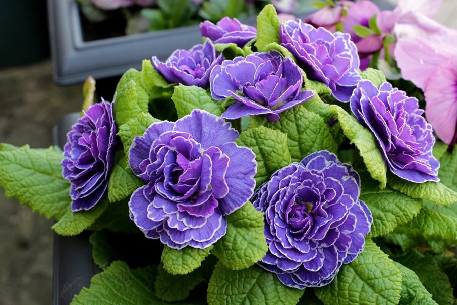 Гвоздика Шабо акварель