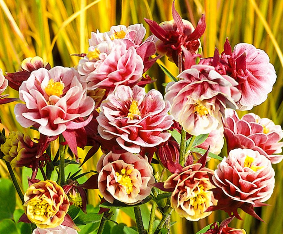 Примула махровая сиреневая