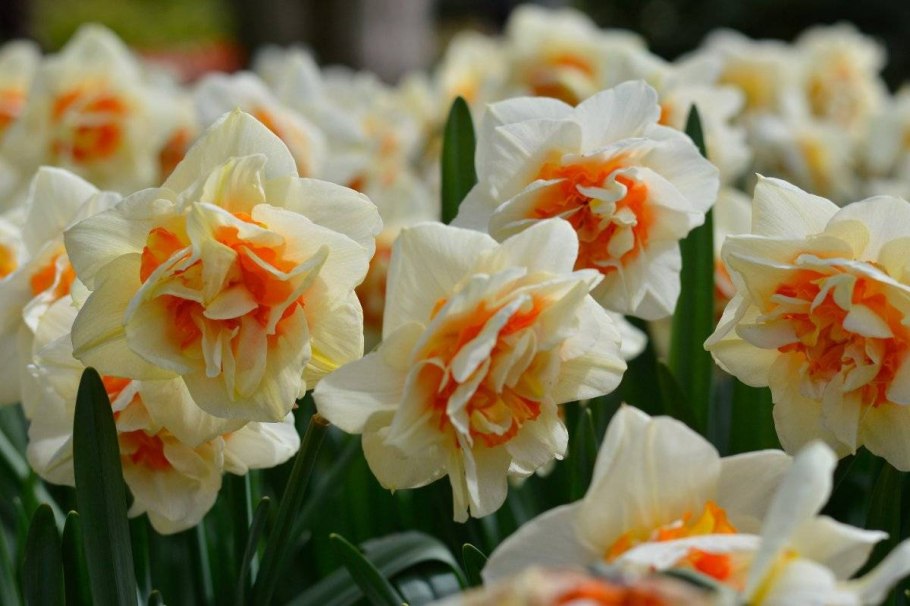 Морозник цветок