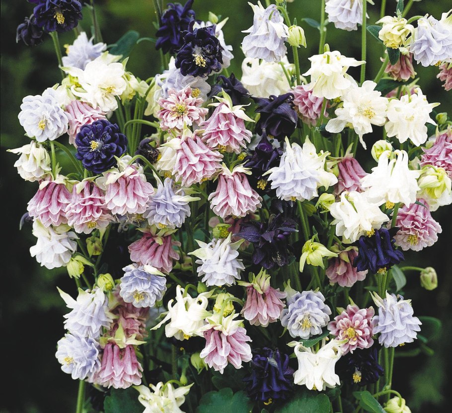 Аквилегия обыкновенная Барлоу