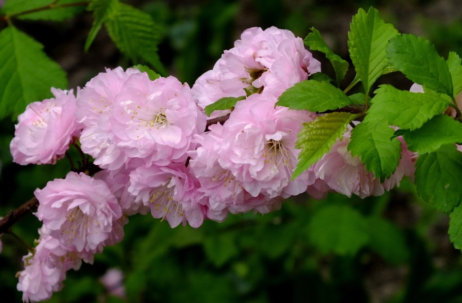 Анемона Бриджит микс