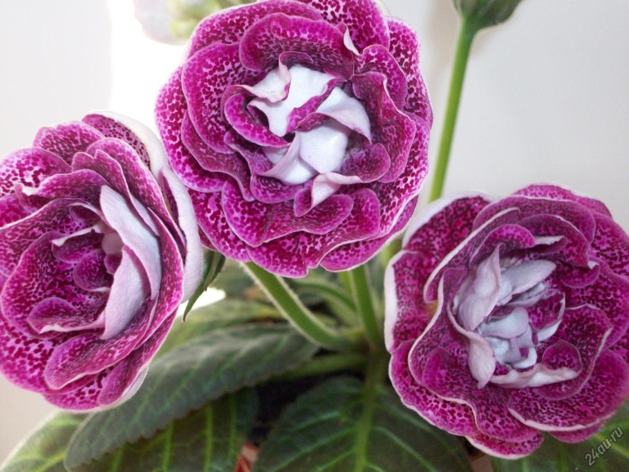 Аквилегия гибрид МАККАНЫ Барлоу Пинк