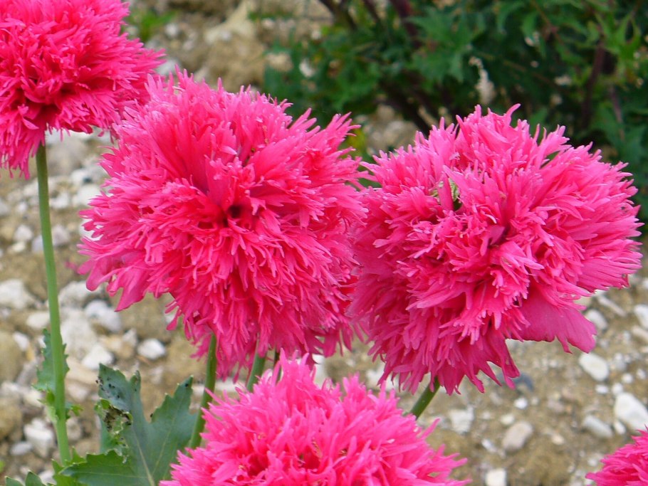 Космея махровая