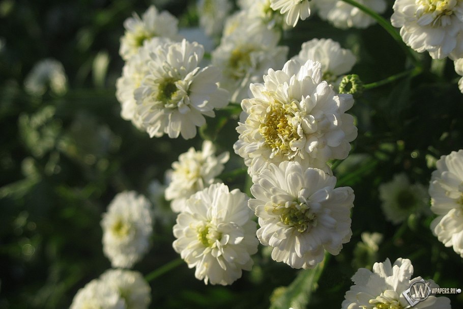 Нарцисс оранж Джус