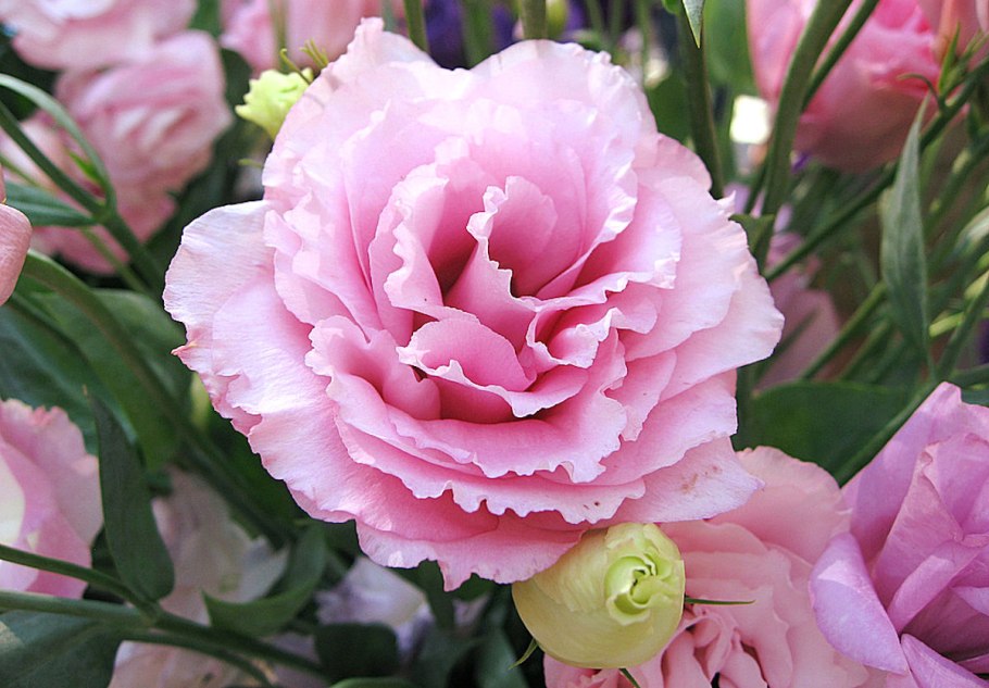 Гвоздика Садовая Шабо