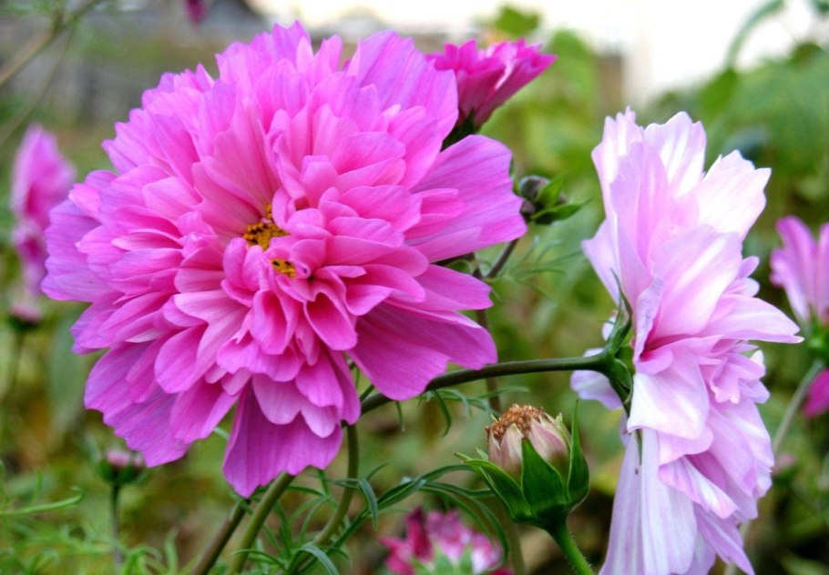 Анемона махровая Блу