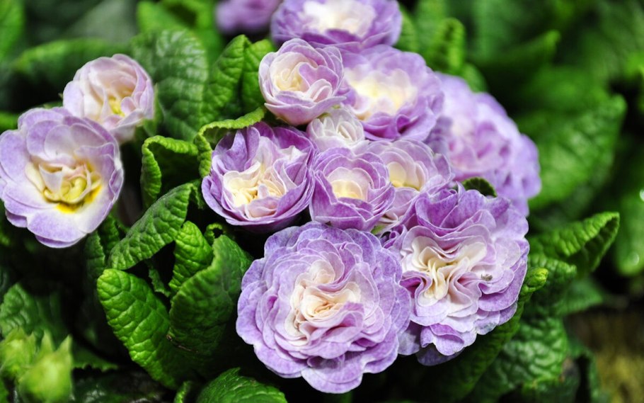 Примула махровая Розелла