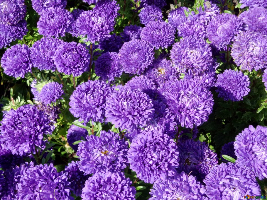 Гвоздика бородатая - Dianthus barbatus