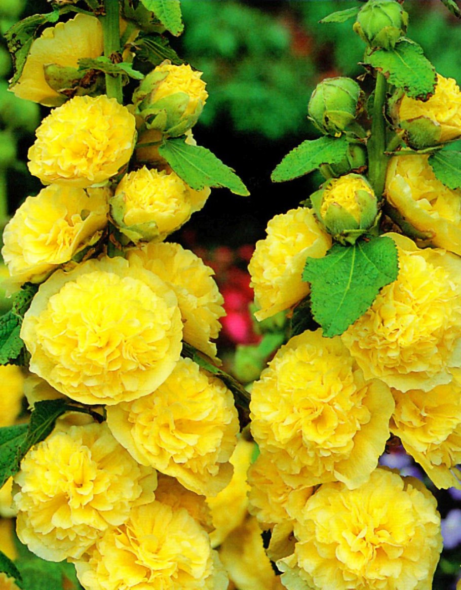 Аквилегия Колумбина махровая